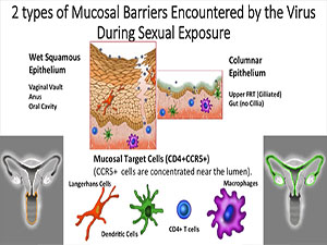 Visualizing HIV Transmission and Prevention